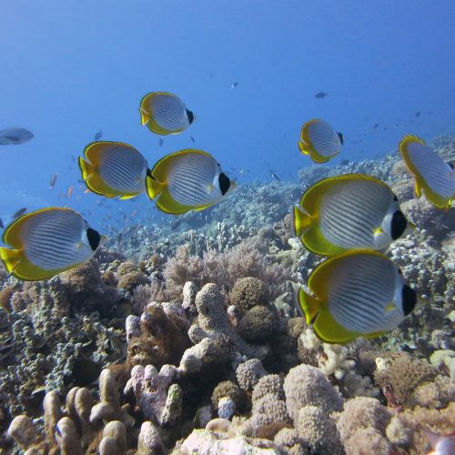 butterflyfish, panda butterflyfish, coral-1430233.jpg